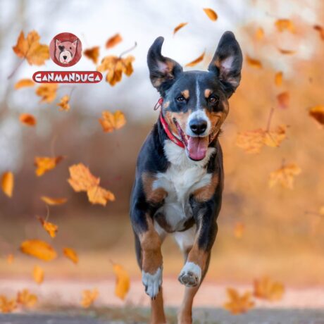 imagen de instagram de un perro corriendo de Canmanduca