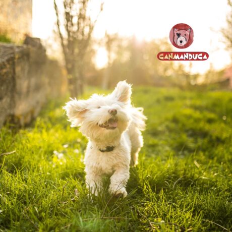 imagen de instagram de un perro caminando por el campo en un día soleado Canmanduca