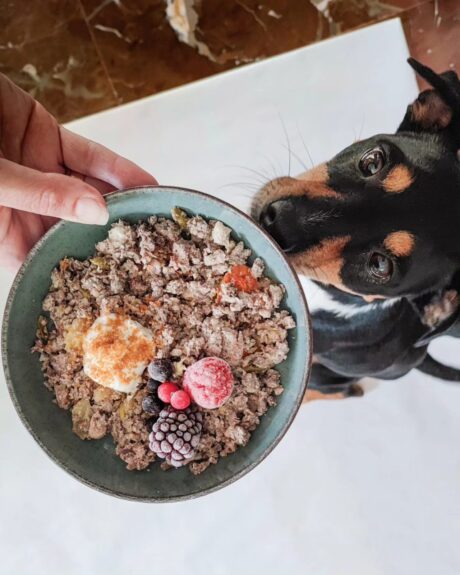 imagen de instagram de un perro y bol de comida Canmanduca